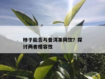 柿子能否与普洱茶同饮？探讨两者相容性