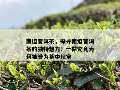 南迫普洱茶，探寻南迫普洱茶的独特魅力：一探究竟为何被誉为茶中瑰宝