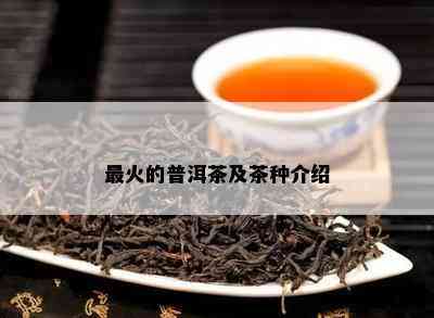 最火的普洱茶及茶种介绍