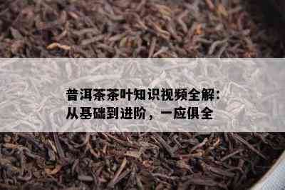 普洱茶茶叶知识视频全解：从基础到进阶，一应俱全