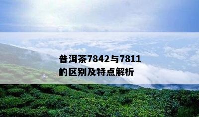 普洱茶7842与7811的区别及特点解析