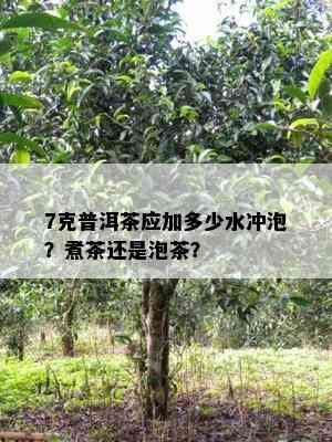 7克普洱茶应加多少水冲泡？煮茶还是泡茶？