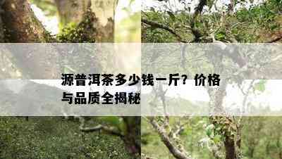 源普洱茶多少钱一斤？价格与品质全揭秘