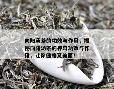 向阳汤茶的功效与作用，揭秘向阳汤茶的神奇功效与作用，让你健康又美丽！