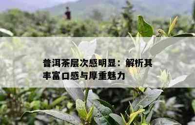 普洱茶层次感明显：解析其丰富口感与厚重魅力