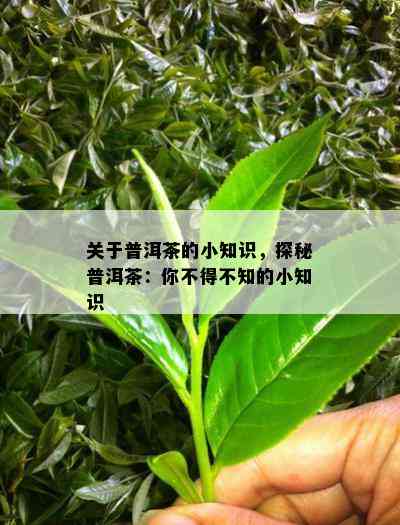 关于普洱茶的小知识，探秘普洱茶：你不得不知的小知识