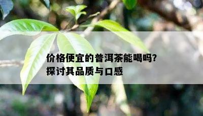 价格便宜的普洱茶能喝吗？探讨其品质与口感