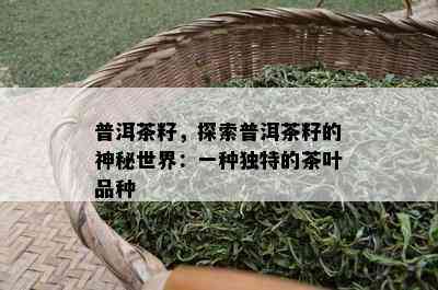 普洱茶籽，探索普洱茶籽的神秘世界：一种特别的茶叶品种