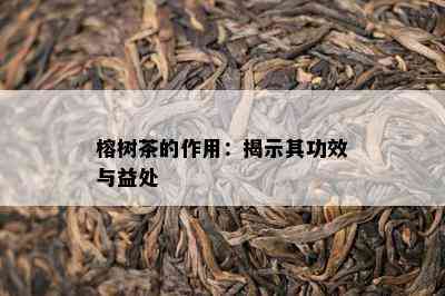 榕树茶的作用：揭示其功效与益处