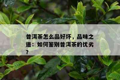 普洱茶怎么品好坏，品味之道：怎样鉴别普洱茶的优劣？