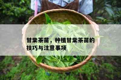 甘棠茶苗，种植甘棠茶苗的技巧与留意事项