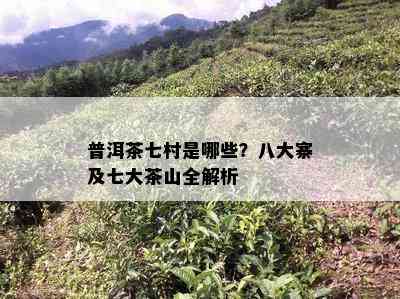 普洱茶七村是哪些？八大寨及七大茶山全解析