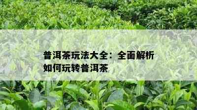 普洱茶玩法大全：全面解析如何玩转普洱茶