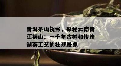 普洱茶山视频，探秘云南普洱茶山：一千年古树和传统制茶工艺的壮观景象