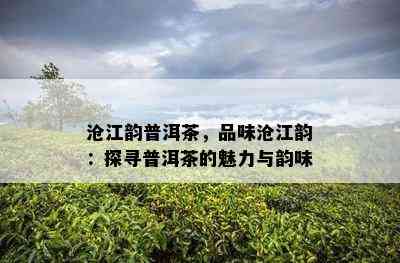 沧江韵普洱茶，品味沧江韵：探寻普洱茶的魅力与韵味