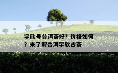 宇欣号普洱茶好？价格如何？来了解普洱宇欣古茶