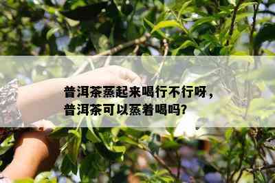 普洱茶蒸起来喝行不行呀，普洱茶可以蒸着喝吗？