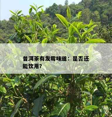 普洱茶有发霉味道：是不是还能饮用？