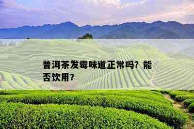 普洱茶发霉味道正常吗？能否饮用？