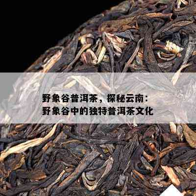 野象谷普洱茶，探秘云南：野象谷中的特别普洱茶文化