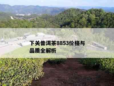 下关普洱茶8853价格与品质全解析