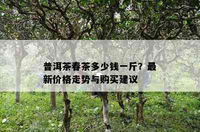 普洱茶春茶多少钱一斤？最新价格走势与购买建议