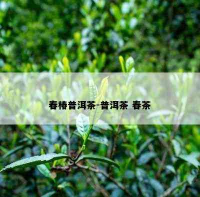 春椿普洱茶-普洱茶 春茶