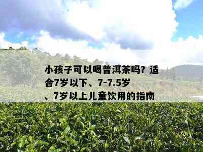 小孩子可以喝普洱茶吗？适合7岁以下、7-7.5岁、7岁以上儿童饮用的指南