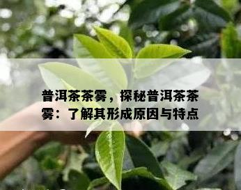 普洱茶茶雾，探秘普洱茶茶雾：了解其形成原因与特点