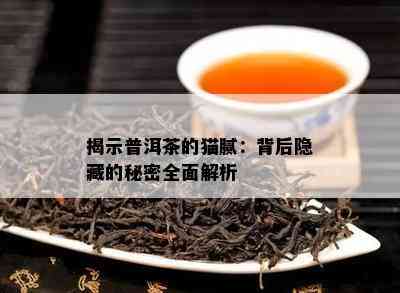 揭示普洱茶的猫腻：背后隐藏的秘密全面解析