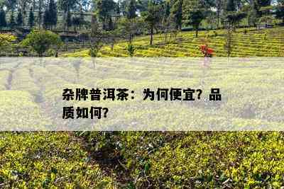 杂牌普洱茶：为何便宜？品质怎样？