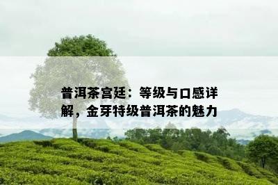 普洱茶宫廷：等级与口感详解，金芽特级普洱茶的魅力