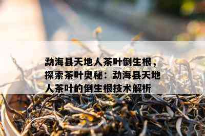 勐海县天地人茶叶倒生根，探索茶叶奥秘：勐海县天地人茶叶的倒生根技术解析