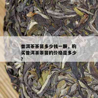 普洱茶茶苗多少钱一颗，购买普洱茶茶苗的价格是多少？