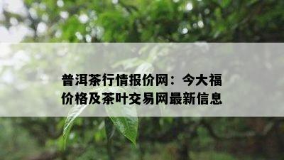 普洱茶行情报价网：今大福价格及茶叶交易网最新信息