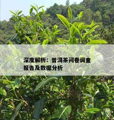 深度解析：普洱茶问卷调查报告及数据分析