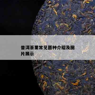 普洱茶里常见菌种介绍及图片展示