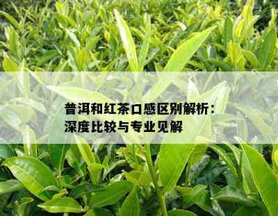 普洱和红茶口感区别解析：深度比较与专业见解