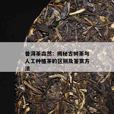 普洱茶淼然：揭秘古树茶与人工种植茶的区别及鉴赏方法