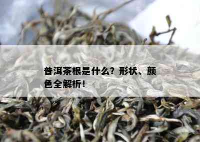 普洱茶根是什么？形状、颜色全解析！