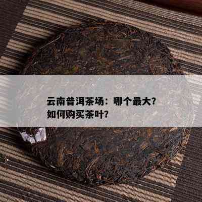 云南普洱茶场：哪个更大？怎样购买茶叶？