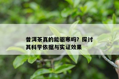 普洱茶真的能驱寒吗？探讨其科学依据与实证效果