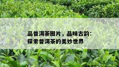 品普洱茶图片，品味古韵：探索普洱茶的美妙世界