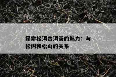 探索松洱普洱茶的魅力：与松树和松山的关系