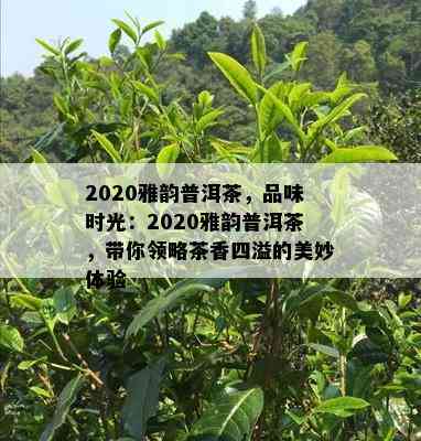 2020雅韵普洱茶，品味时光：2020雅韵普洱茶，带你领略茶香四溢的美妙体验