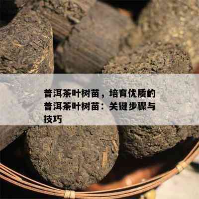 普洱茶叶树苗，培育优质的普洱茶叶树苗：关键步骤与技巧