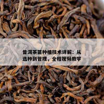 普洱茶苗种植技术详解：从选种到管理，全程视频教学