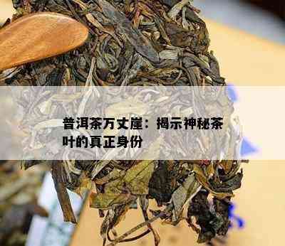 普洱茶万丈崖：揭示神秘茶叶的真正身份