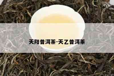 天阳普洱茶-天乙普洱茶