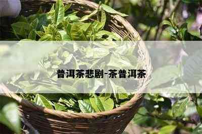 普洱茶悲剧-茶普洱茶